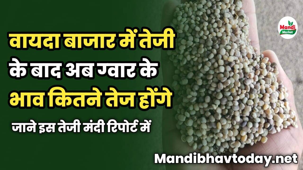वायदा बाजार में तेजी के बाद अब ग्वार के भाव कितने तेज होंगे | जाने इस तेजी मंदी रिपोर्ट में