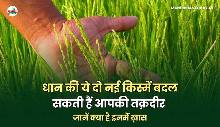 धान की ये दो नई किस्में बदल सकती हैं आपकी तक़दीर | जानें क्या है इनमें ख़ास