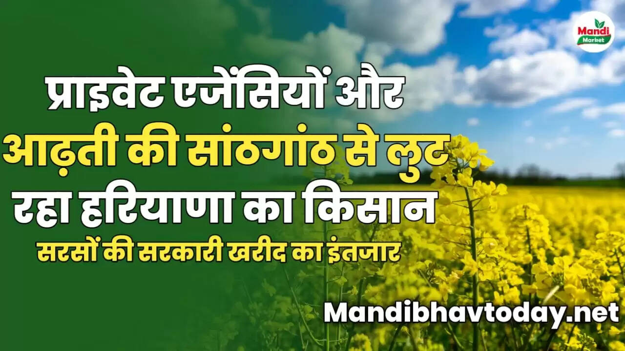 प्राइवेट एजेंसियों और आढ़ती की सांठगांठ से लुट रहा हरियाणा का किसान, सरसों की सरकारी खरीद का इंतजार