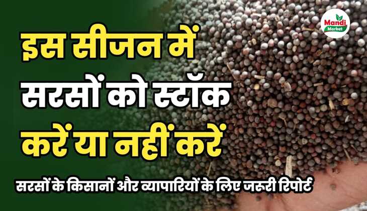 नयी सरसों को बेचने में फायदा या रोकने में | जाने सरसों की तेजी मंदी रिपोर्ट में