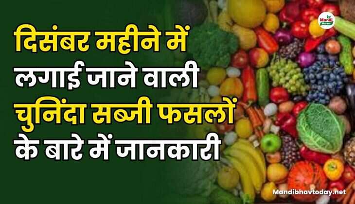 दिसंबर महीने में लगाई जाने वाली चुनिंदा सब्जी फसलों के बारे में जानकारी