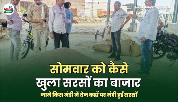 सोमवार को कैसे खुला सरसों का बाजार | जाने किस मंडी में तेज कहाँ पर मंदी हुई सरसों