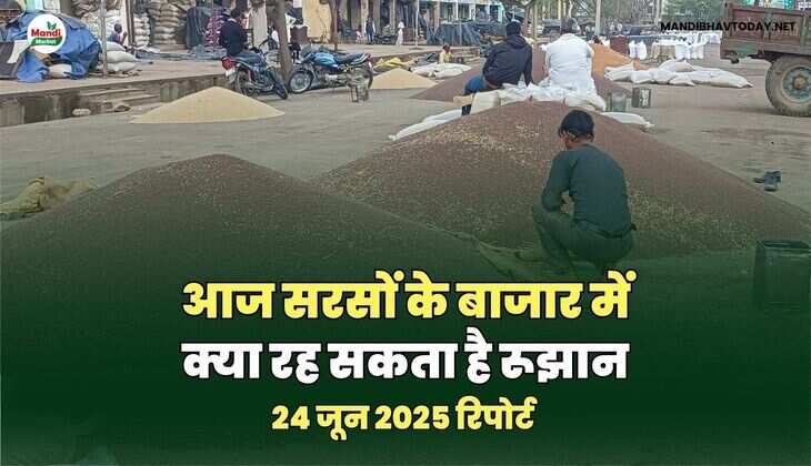 आज सरसों के बाजार में क्या रह सकता है रूझान