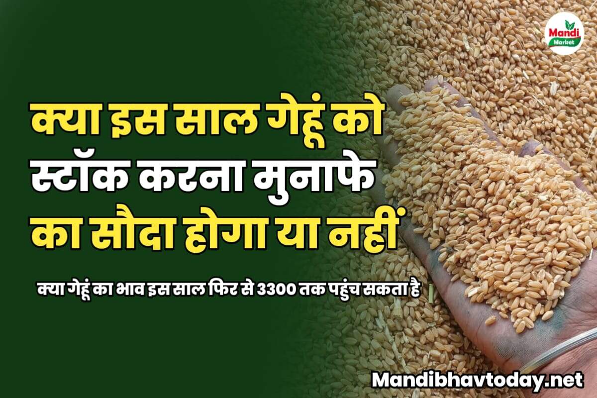 क्या इस साल गेहूं को स्टॉक करना मुनाफे का सौदा होगा | क्या गेहूं का भाव इस साल फिर से 3300 तक पहुंच सकता है