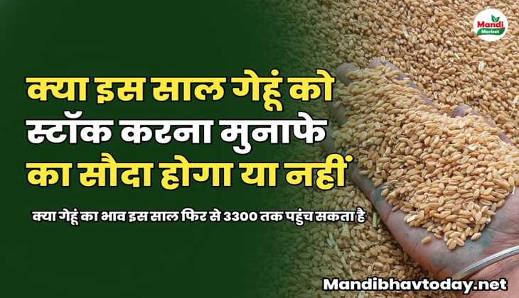 क्या इस साल गेहूं को स्टॉक करना मुनाफे का सौदा होगा | क्या गेहूं का भाव इस साल फिर से 3300 तक पहुंच सकता है 