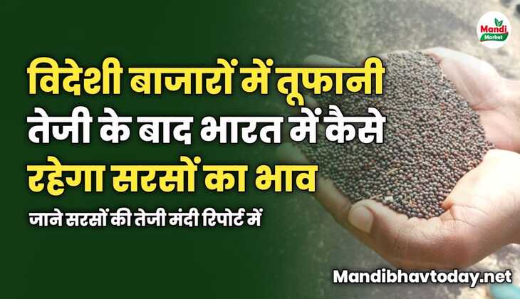 विदेशी बाजारों में तूफानी तेजी के बाद भारत में कैसे रहेगा सरसों का भाव | जाने सरसों की तेजी मंदी रिपोर्ट में