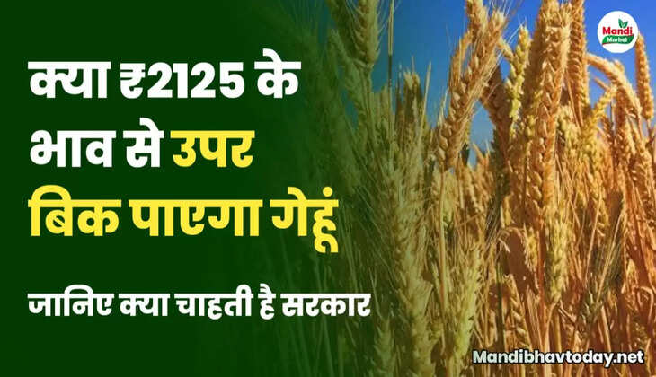 सरकारी उपायों के चलते गेहूं के किसानों को हो रहा नुकसान | क्या अब 2125 के उपर बिक पाएगा गेहूँ | देखें गेहूं की तेजी मंदी रिपोर्ट 
