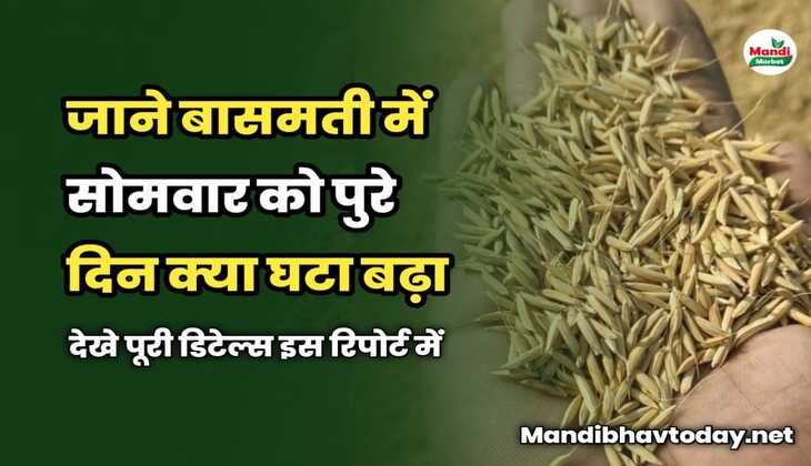 बासमती में सोमवार को पुरे दिन क्या घटा बढ़ा | जाने पूरी डिटेल्स इस रिपोर्ट में 