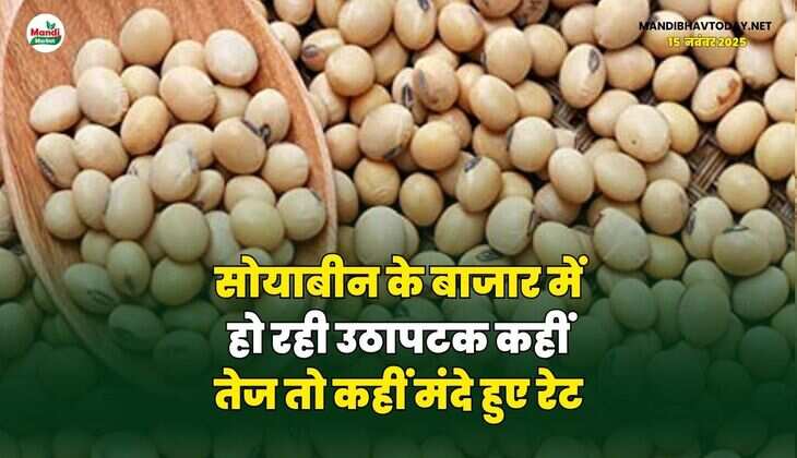सोयाबीन के बाजार में हो रही उठापटक | कहीं तेज तो कहीं मंदे हुए रेट