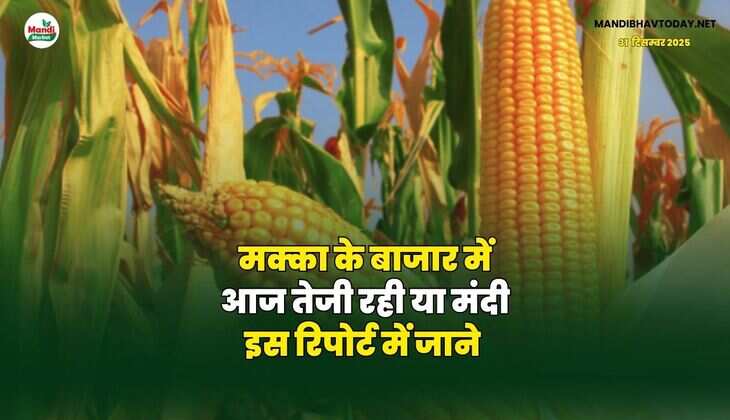 मक्का के बाजार में आज तेजी रही या मंदी | इस रिपोर्ट में जाने