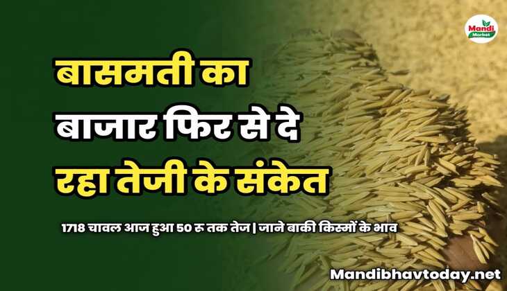 बासमती का बाजार फिर से दे रहा तेजी के संकेत | 1718 चावल आज हुआ 50 रू तक तेज | जाने बाकी किस्मों के भाव