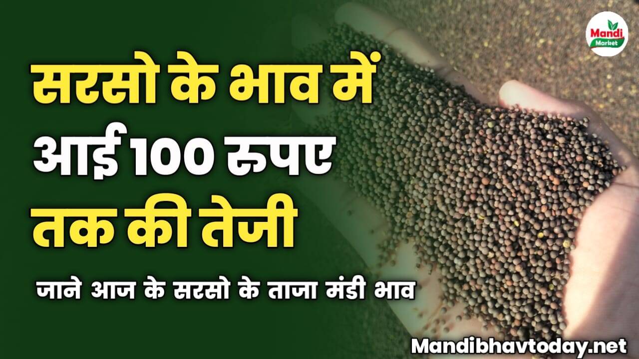 सरसो के भाव में आई 100 रुपए तक की तेजी | जाने आज के सरसो के ताजा मंडी भाव