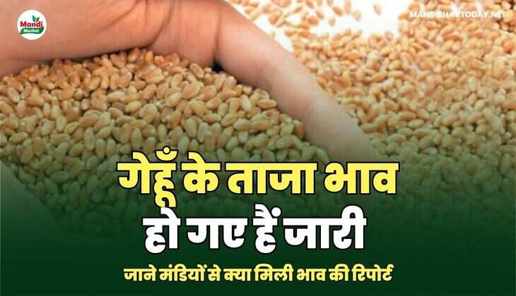 गेहूँ के ताजा भाव हो गए हैं जारी जाने मंडियों से क्या मिली भाव की रिपोर्ट