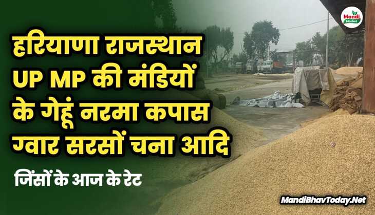 हरियाणा, राजस्थान, UP, MP, की मंडियों के गेहू, सरसों, नरमा, कपास, ग्वार, चना आदि | जिलों के आज के रेट 25 अप्रैल 25