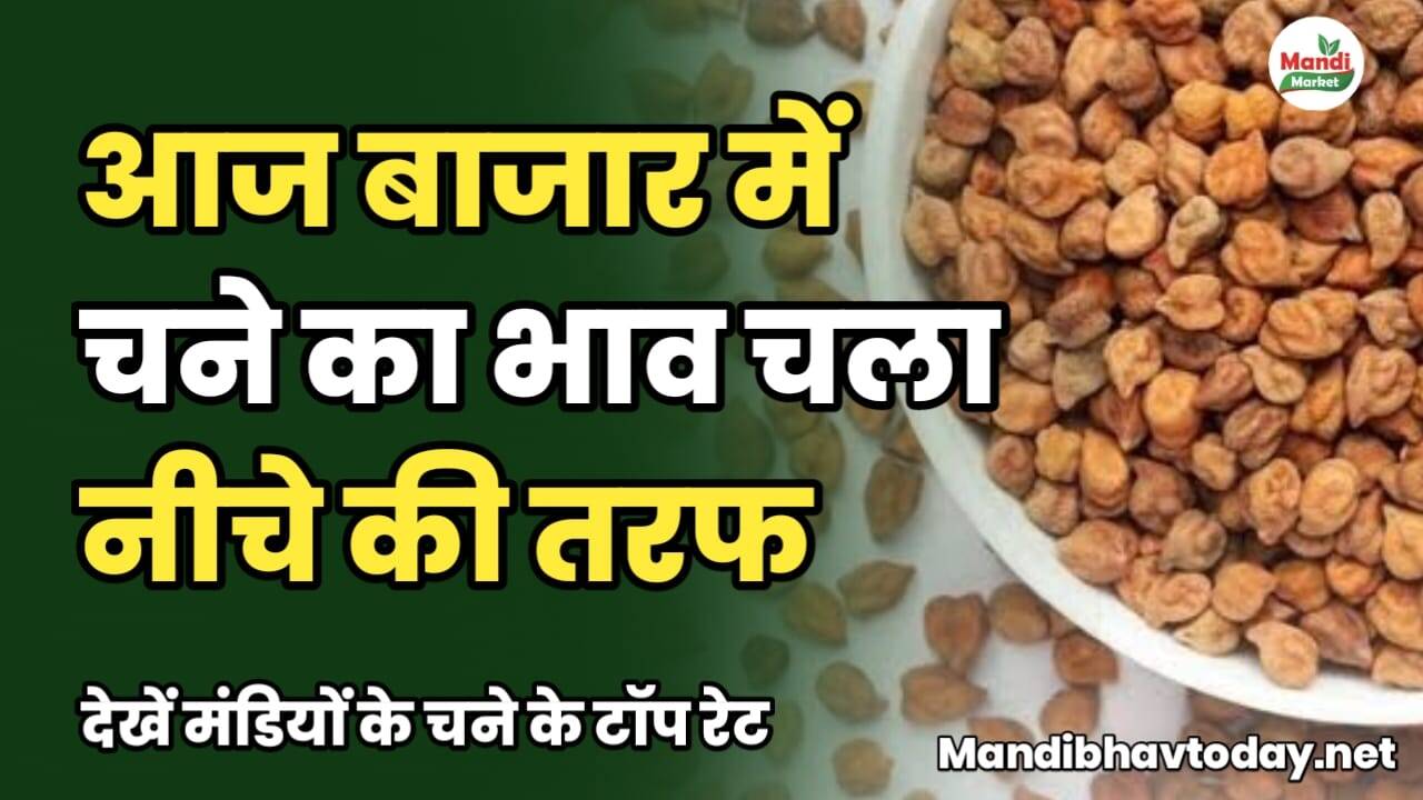 आज चने का भाव चला नीचे की तरफ | देखें मंडियों के चने के टॉप रेट chane ke taja mandi bhav 11 february 2025