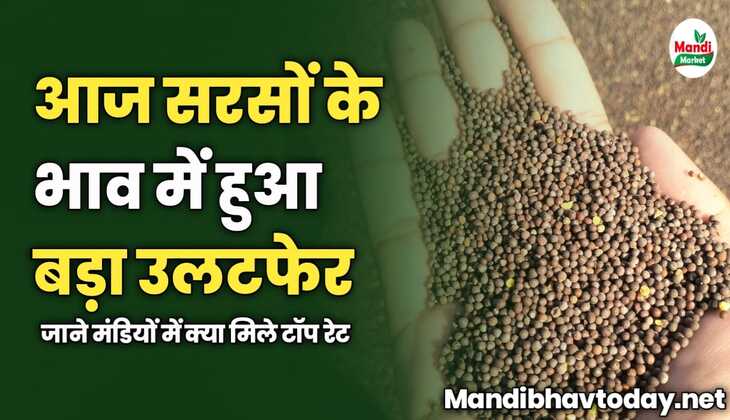 आज सरसों के भाव में हुआ बड़ा उलटफेर | जाने मंडियों में क्या मिले टॉप रेट