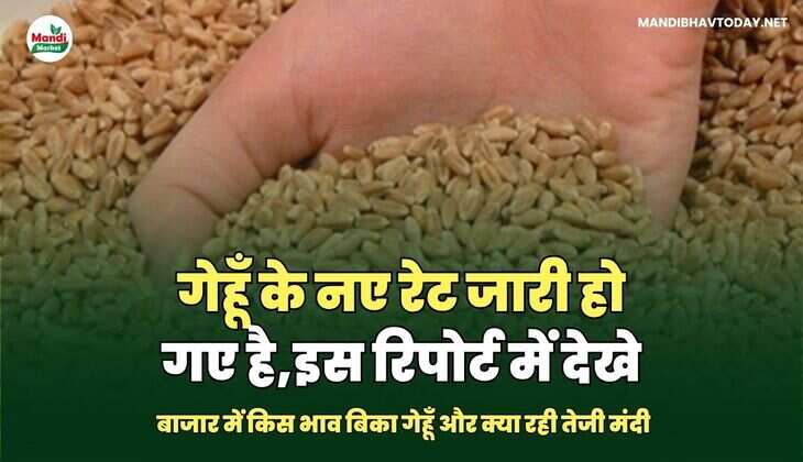 गेहूँ image