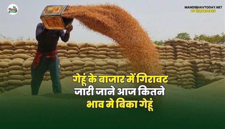 गेहूं के बाजार में गिरावट जारी | जाने आज कितने भाव मे बिका गेहूं