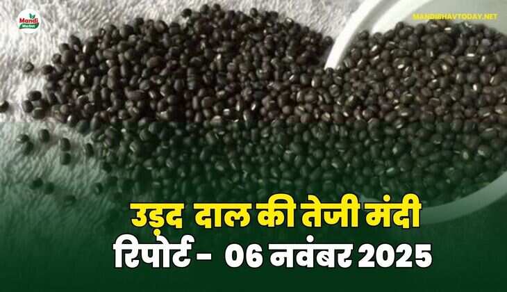 उड़द दाल की तेजी मंदी रिपोर्ट - 06 नवंबर 2025