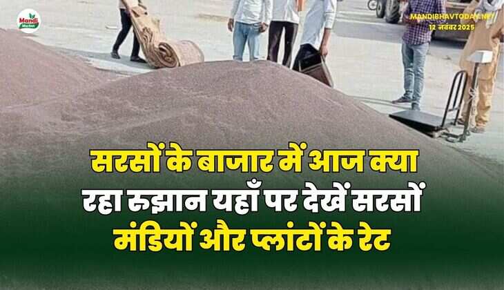 सरसों के बाजार में आज क्या रहा रुझान | यहाँ पर देखें सरसों मंडियों और प्लांटों के रेट