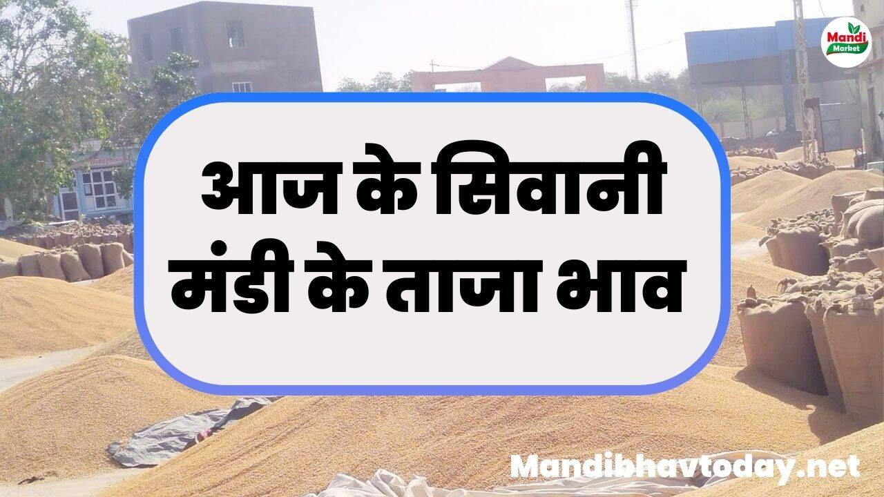 देखे आज के सिवानी मंडी के ताजा भाव। siwani mandi ke taja bhav 1 february 2025