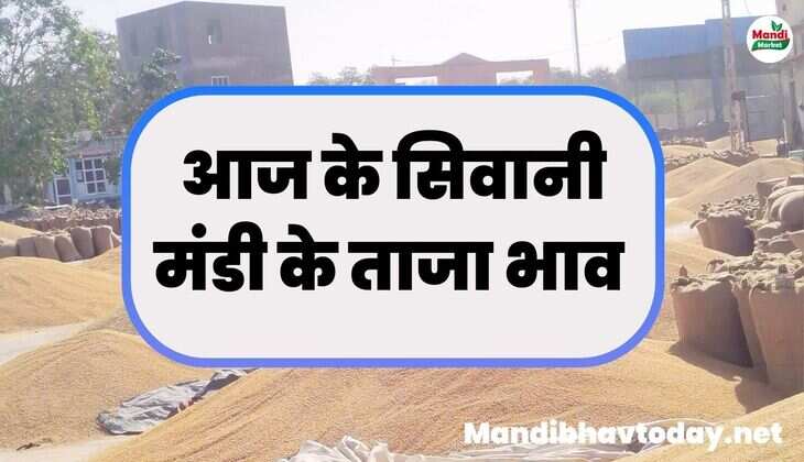 देखे आज के सिवानी मंडी के भाव। siwani mandi ke bhav 27 decemeber 2024