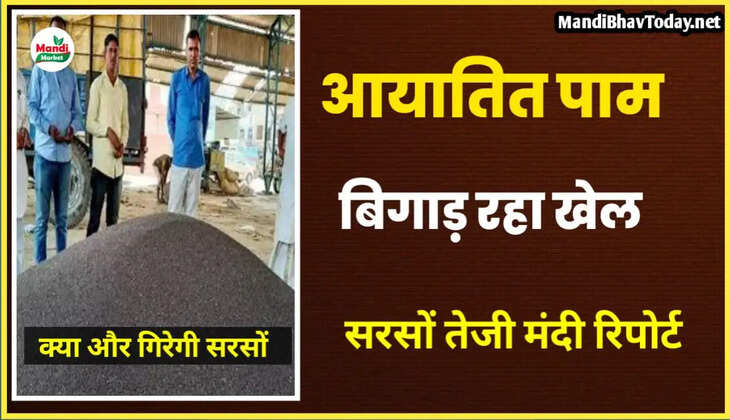 आयातित पाम ने बिगाड़ा सरसों का खेल देखें आज की तेजी मंदी रिपोर्ट