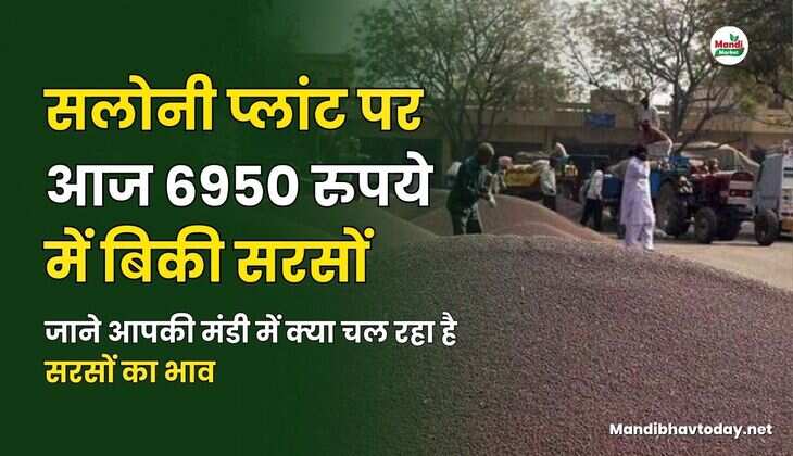 आज सलोनी प्लांट पर 6950 में बिकी सरसों | जाने आपकी मंडी में क्या चल रहा है सरसों का भाव