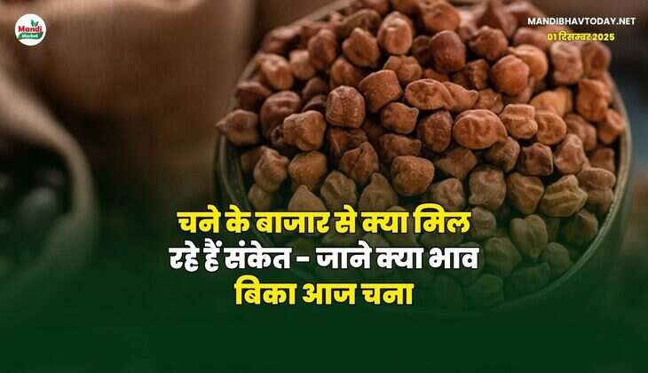 चने के बाजार से क्या मिल रहे हैं संकेत - जाने क्या भाव बिका आज चना