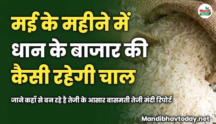 मई के महीने में धान के बाजार की कैसी रहेगी चाल | जाने कहाँ से बन रहे है तेजी के आसार। बासमती तेजी मंदी रिपोर्ट 