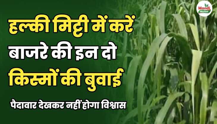 हल्की मिट्टी में करें बाजरे की इन 2 किस्मों की बुवाई। पैदावार देखकर नहीं होगा विश्वास