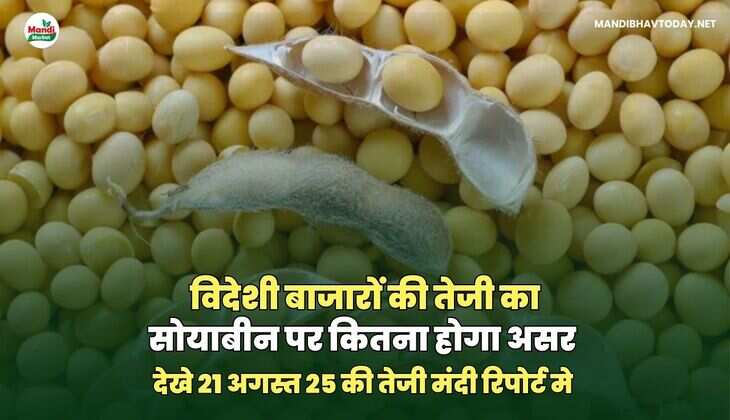 विदेशी बाजारों की तेजी का सोयाबीन पर कितना होगा असर 