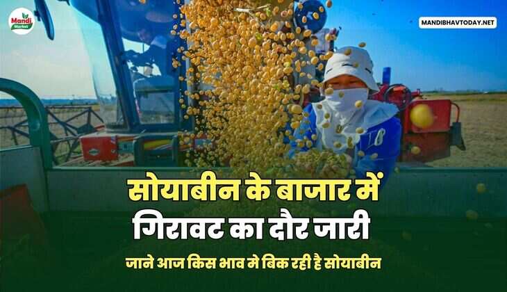 सोयाबीन के बाजार में गिरावट का दौर जारी | जाने आज किस भाव मे बिक रही है सोयाबीन