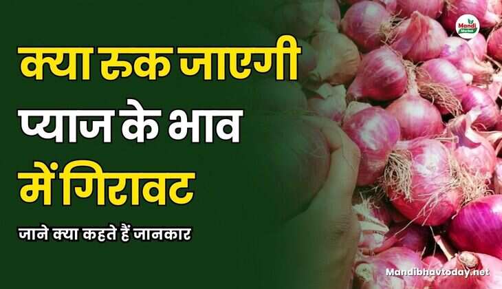 क्या रुक जाएगी प्याज के भाव में गिरावट | जाने क्या कहते हैं जानकार