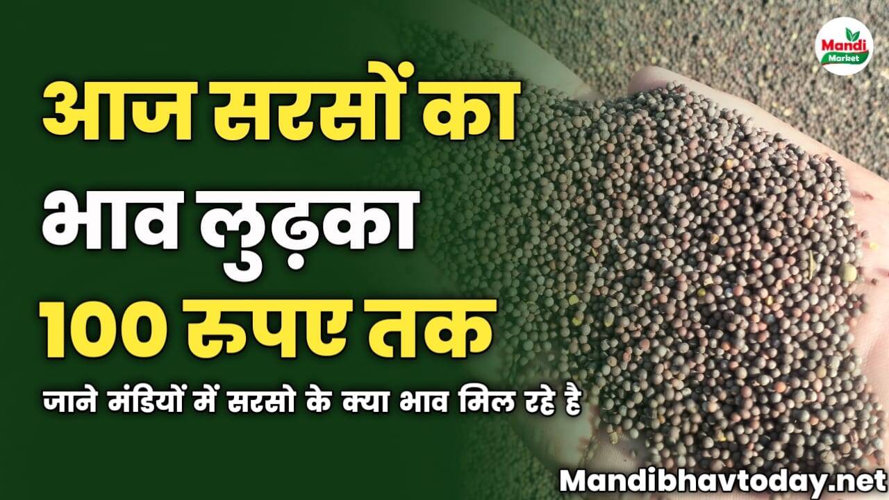 आज सरसों का भाव लुढ़का 100 रुपए तक | जाने मंडियों में सरसो के क्या भाव मिल रहे है