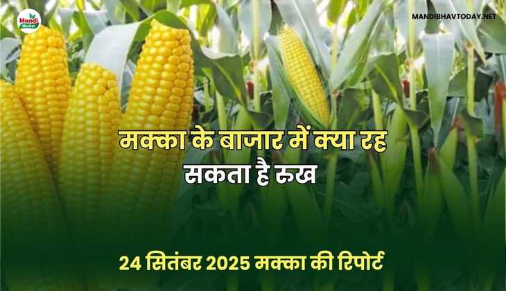 मक्का के बाजार में क्या रह सकता है रुख