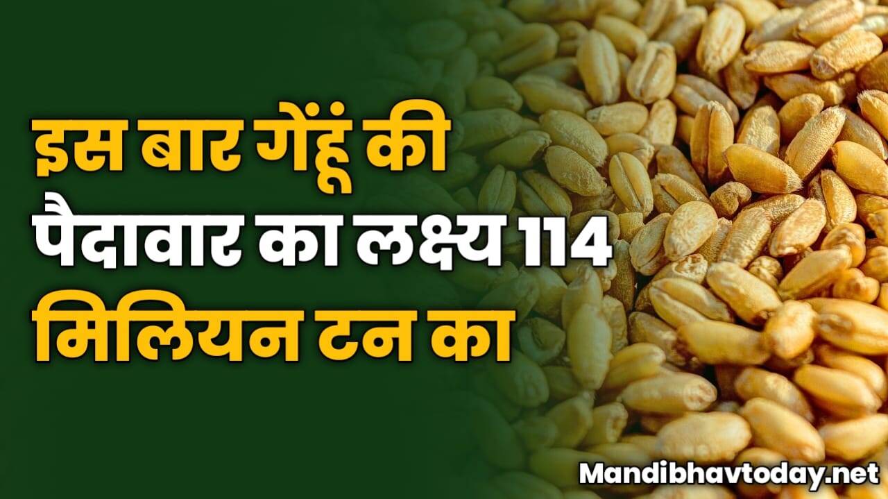 इस बार गेंहूं की पैदावार का लक्ष्य 114 मिलियन टन का | देखे गेहू की रिपोर्ट