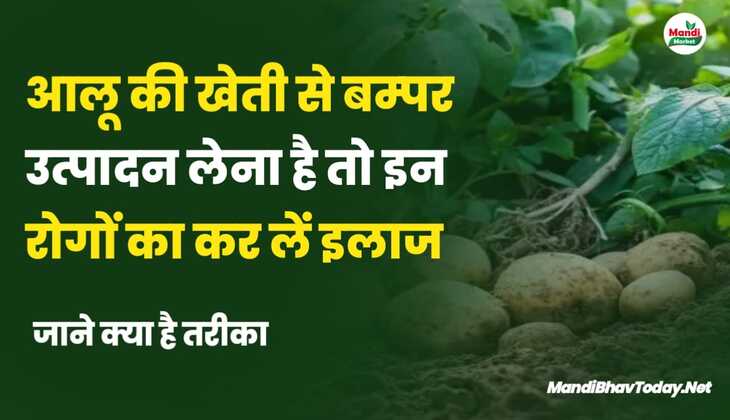 आलू की खेती से बम्पर उत्पादन लेना है तो इन रोगों का कर लें इलाज | जाने क्या है तरीका