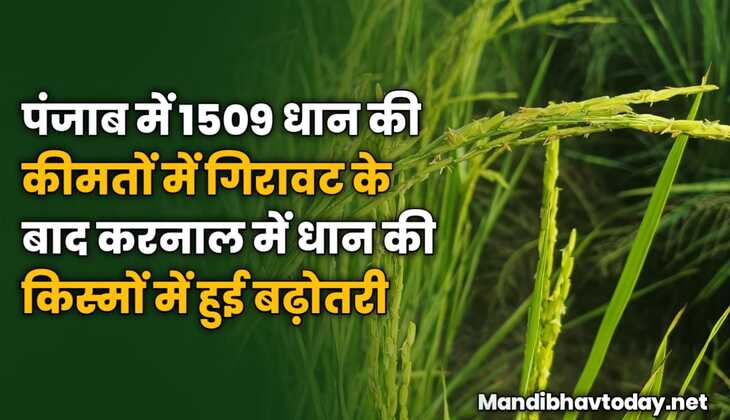 पंजाब में 1509 धान की कीमतों में गिरावट के बाद करनाल में धान की किस्मों में हुई बढ़ोतरी 