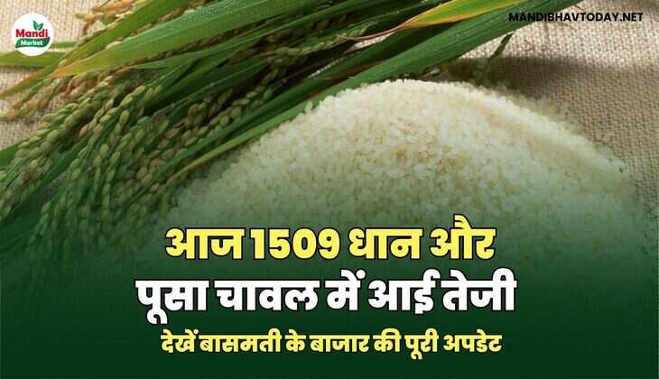 आज 1509 धान और पूसा चावल में आई तेजी | देखें बासमती के बाजार की पूरी अपडेट