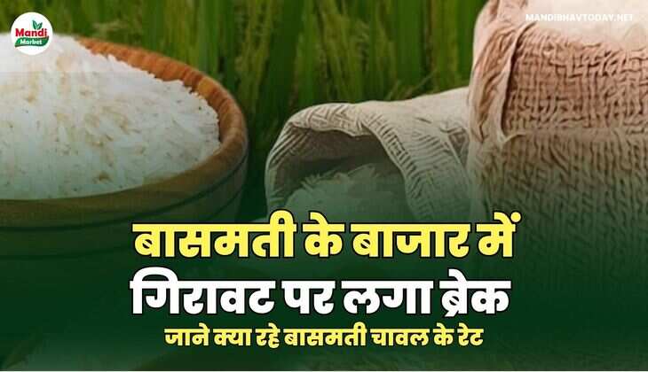 बासमती चावल IMAGES