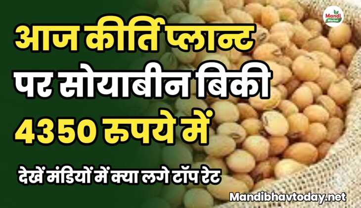 आज कीर्ति प्लान्ट पर सोयाबीन बिकी 4350 रुपये में | देखें मंडियों में क्या लगे टॉप रेट&nbsp;soyabean ke taja mandi bhav 15 february 2025