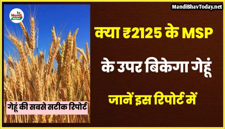 क्या इस सीज़न में MSP से उपर बिकेगा आपका गेहूं | जानें रिपोर्ट में