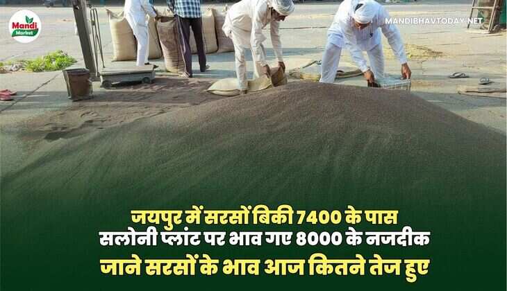 जाने सरसों के भाव आज कितने तेज हुए
