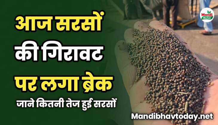 आज सरसों की गिरावट पर लगा ब्रेक | जाने कितनी तेज हुई सरसों