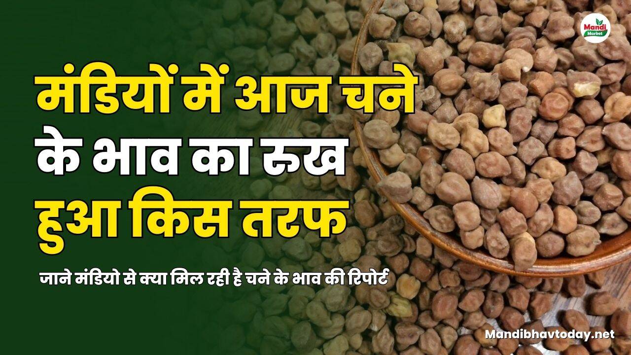 चने के भाव की रिपोर्ट