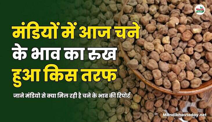  चने के भाव की रिपोर्ट