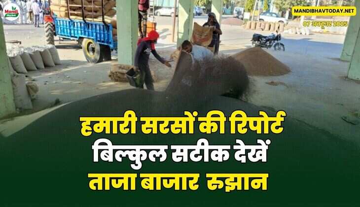 हमारी सरसों की रिपोर्ट बिल्कुल सटीक देखें ताजा बाजार  रुझान 