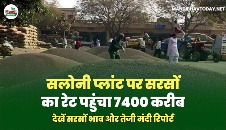 सरसों IMAGE