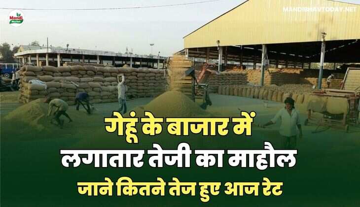 गेहू भाव 